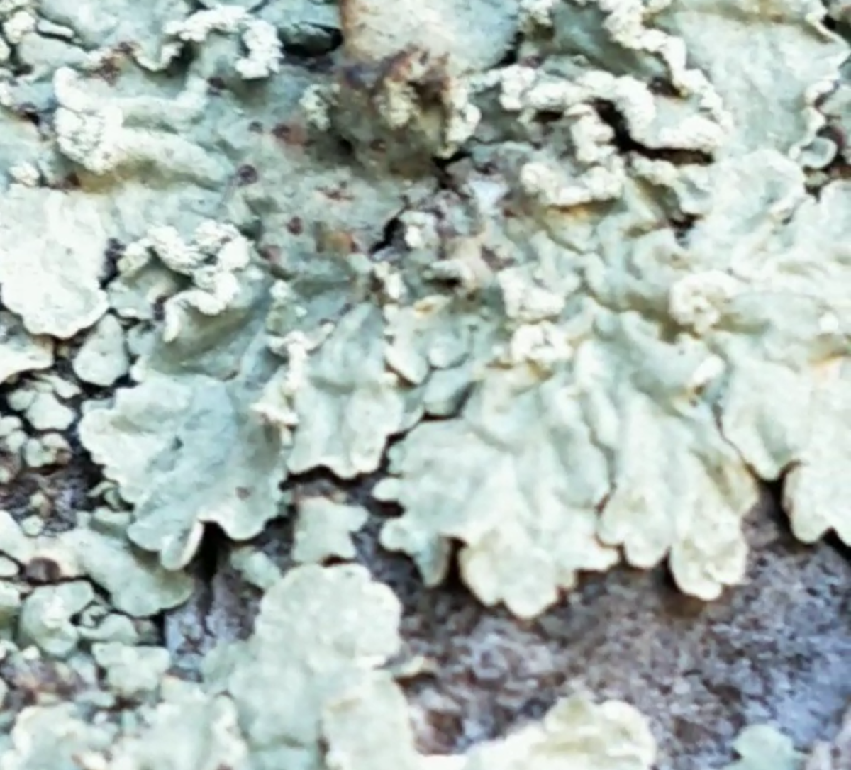 observation image